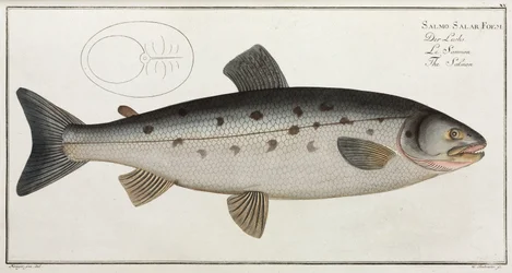 "Lohi"