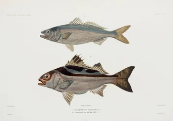Kahdenlaisia kaloja