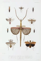 Hyönteistyypit, Australia, Salomonsaaret ja Indonesia