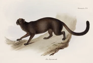 Näätä- tai saukkokissa, Etelä-Amerikka, noin 1832-1836