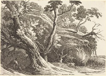 Maisema suurilla puilla
