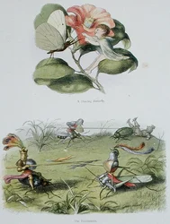 Tanssiva perhonen ja Turnaus, kuvituksia William Allinghamin ja Andrew Langin teoksesta "In Fairyland: A Series of Pictures from the Elf-World" (värilitho)