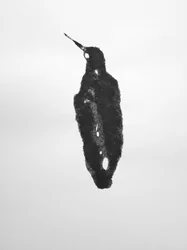 Nimetön, 2009 (monotypia)