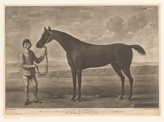 Racepaard tapasi jockeyn hollantilainen