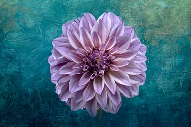Dahlia sinivihreällä
