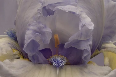 Pehmeä laventeli-iiris