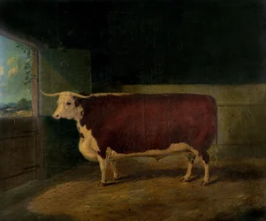 Palkinnon muotokuva Hereford Steer, 1874
