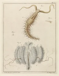 Frill mato ja rib meduusa