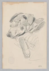 Koira