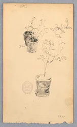 Piirros, Kukkaruukut, 1877