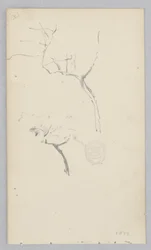 Puu