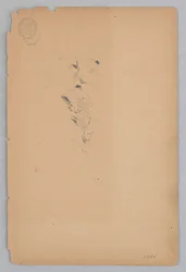 Nainen