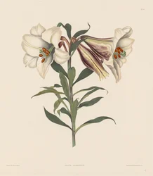 Valikoima heksandrialaisia kasveja, jotka kuuluvat Amaryllidae- ja Liliacae-luotoon: japanilainen lilja