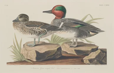 American Green-winged Taal, 1834.