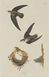 Amerikkalainen Swift, 1833.