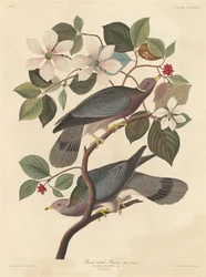 Juovapyrstökyyhky, 1837.