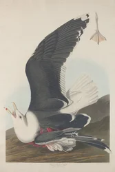 Merilokki, 1835.