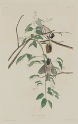 Mustakärkinen tiainen, 1833.