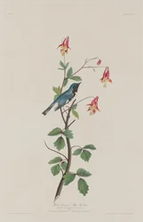 Mustakurkukka, 1832.