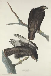 Musta soturi, 1830.