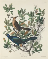 Venepyrstögrakkeli, 1834.