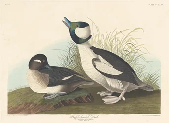 Puhvelipäinen ankka, 1836.