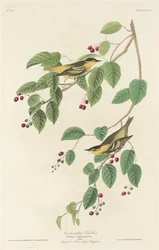 Hiilihapottu sita, 1829.