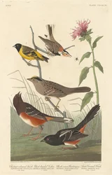 Kastanjanvärinen peippo, mustapäinen siskin, mustasirkku ja arktinen peippo, 1837.