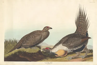 Tasankojen kukko, 1837
