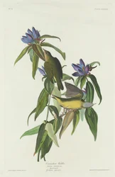 Connecticut Warbler, 1832. finlandès