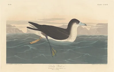 Dusky Petrel, 1836.