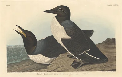 Tyhmä Guillemot, 1834.