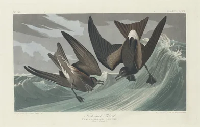 Haarapyrstöinen ulappakeiju, 1835.