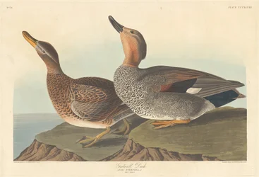 Gadwall-ankka, 1836.