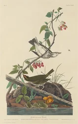 Kultakruunuinen rastas, 1832.