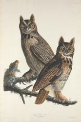 Sarvipöllö, 1829.