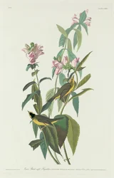 Vihreä mustapäälakki, 1831.