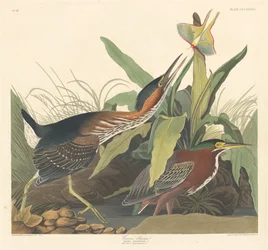 Vihreä harmaahaikara, 1836.