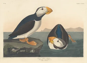 Isonokkainen Puffin, 1836.