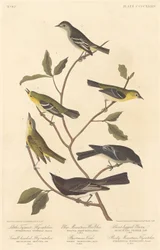 Pikku Tyrannin kärpässieppo, pienipäinen kärpässieppo, Blue Mountain Warbler..., 1838.