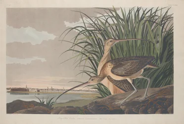 Pitkänokkainen Curlew, 1834.