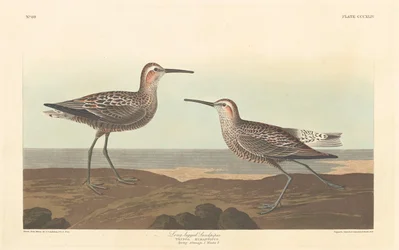 Pitkäjalkainen hiekkapiippu, 1836.