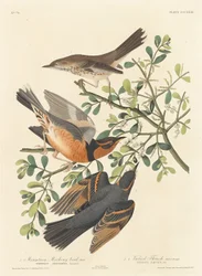 Vuoristopilkkalintu ja monimuotorastas, 1837.