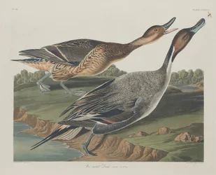 Jouhisorsa, 1834.
