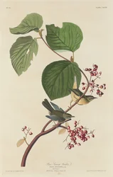 Mäntykärpä, 1832.