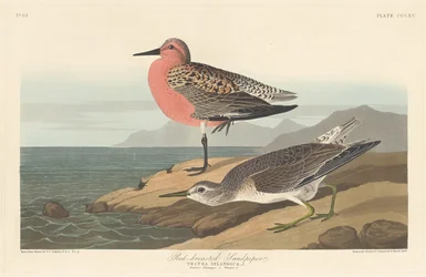 Punarintainen hiekkapiippu, 1836.
