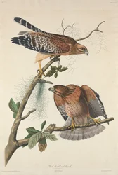Red-soldered Hawk, 1829.