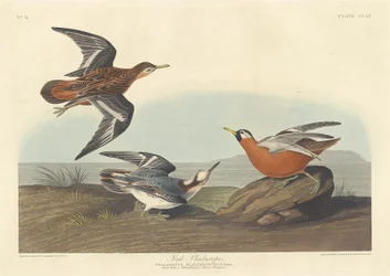 Punainen phalarope, 1835.