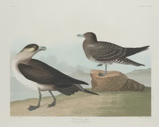 Richardsonin Jager, 1835.
