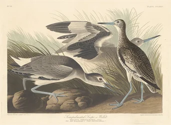 Puolipalmoitu Snipe or Willet, 1835.